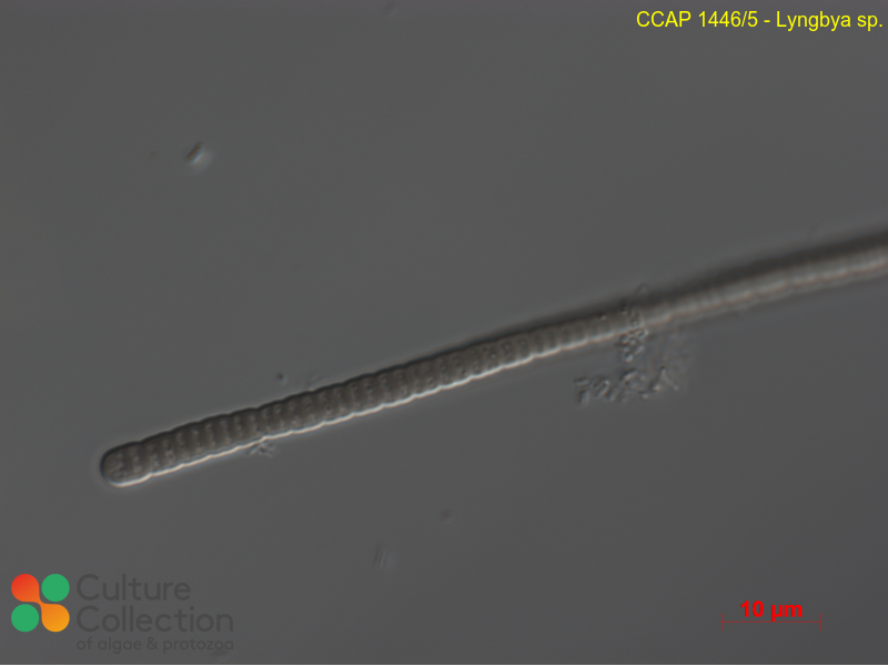 Lyngbya Species