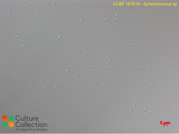 Synechococcus sp. Synechococcus sp.