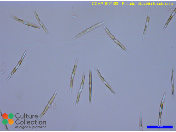 Pseudo-nitzschia fraudulenta