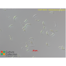 Ankistrodesmus angustus