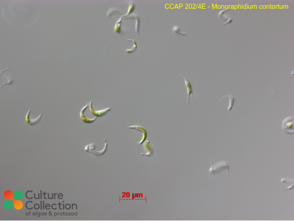 Monoraphidium contortum