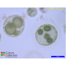Volvox aureus