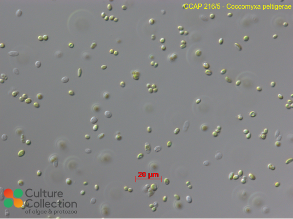 Coccomyxa peltigerae