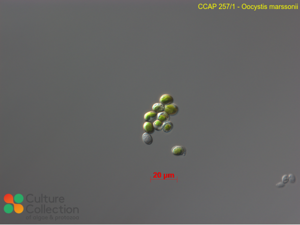 Oocystis marssonii