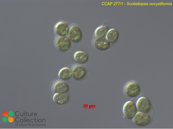 Coelastrella oocystiformis
