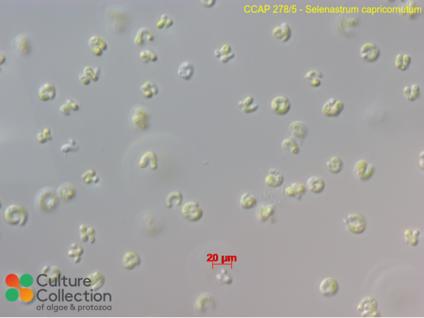 Selenastrum capricornutum
