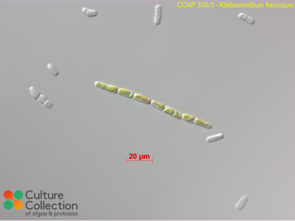 Klebsormidium flaccidum