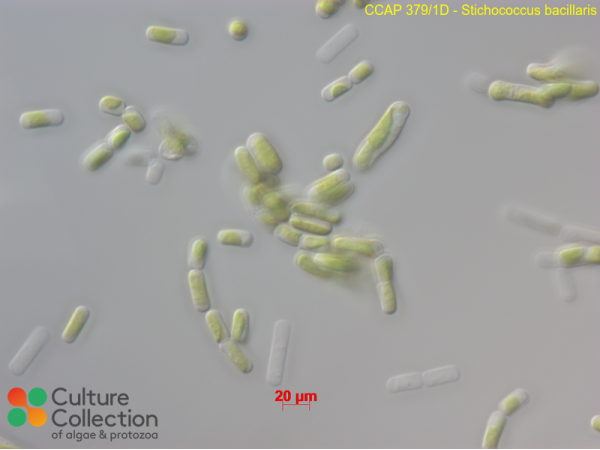 Stichococcus bacillaris