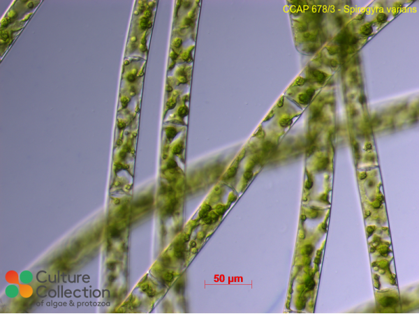 Spirogyra varians