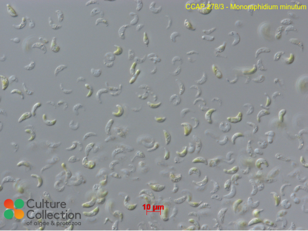 Monoraphidium minutum