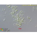 Monoraphidium minutum