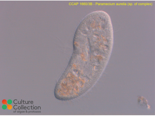 Paramecium aurelia  (sp. of complex)