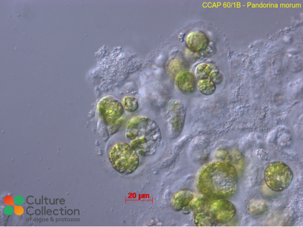 Pandorina morum