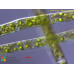 Spirogyra varians