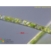 Spirogyra varians