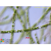 Spirogyra varians