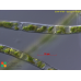 Spirogyra varians