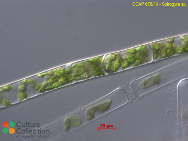 Spirogyra sp.