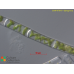 Spirogyra sp.