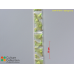Spirogyra sp.