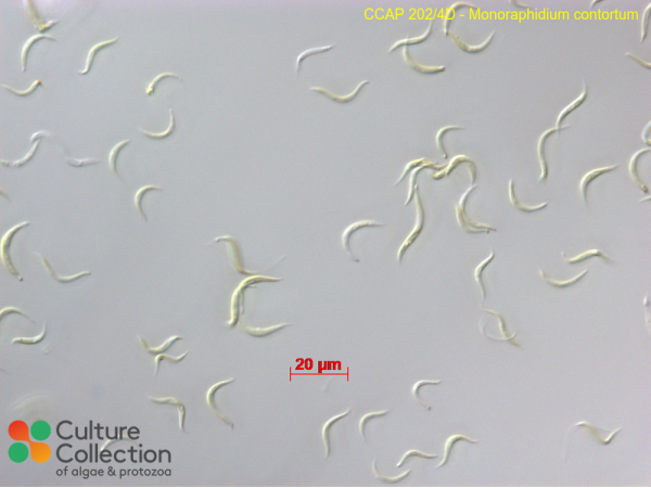 Monoraphidium contortum