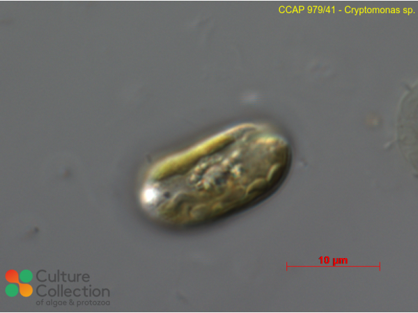 Cryptomonas sp.