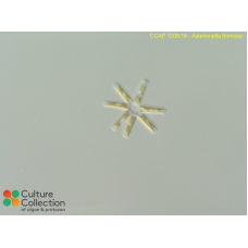 Asterionella formosa