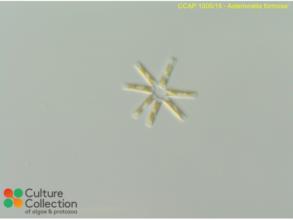 Asterionella formosa Asterionella formosa