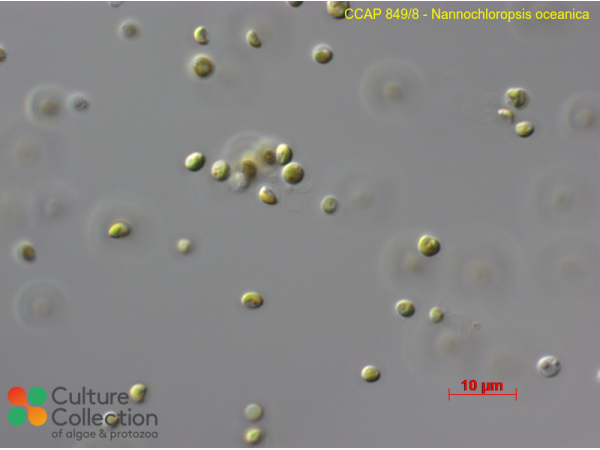 Nannochloropsis oceanica