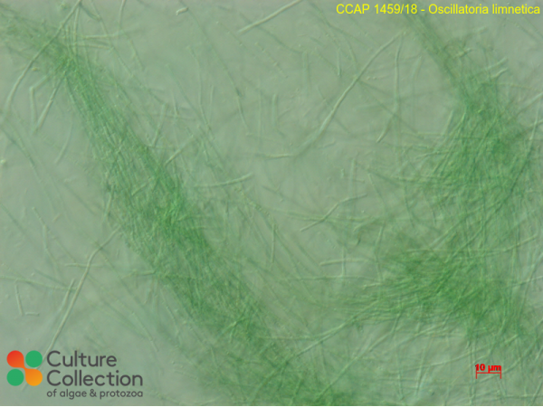 Oscillatoria limnetica Oscillatoria limnetica