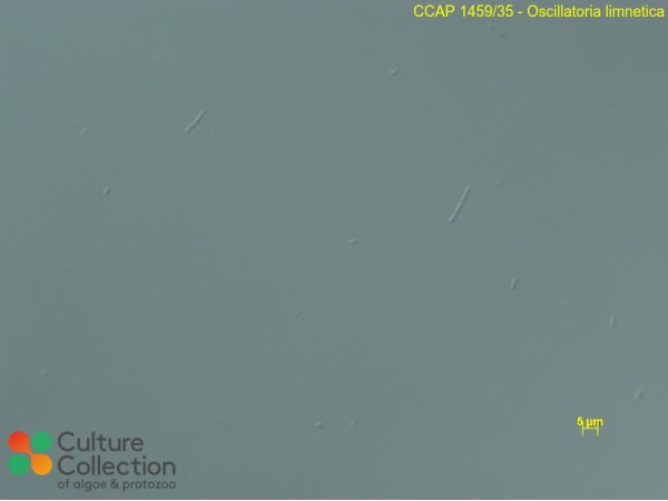 Oscillatoria limnetica