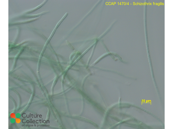 Schizothrix fragilis