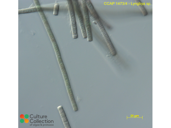 Lyngbya sp.