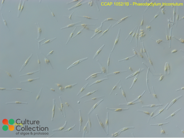 Phaeodactylum tricornutum