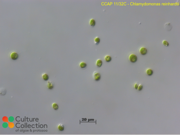 Chlamydomonas reinhardtii