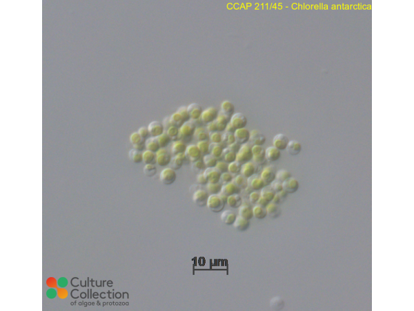 Chlorella antarctica