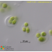 Chlamydomonas sp.