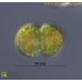 Cosmarium cucumis