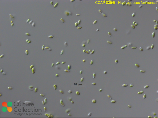 Heterococcus fuornensis