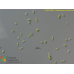 Heterococcus fuornensis