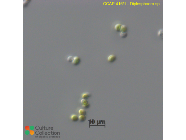 Diplosphaera chodatii