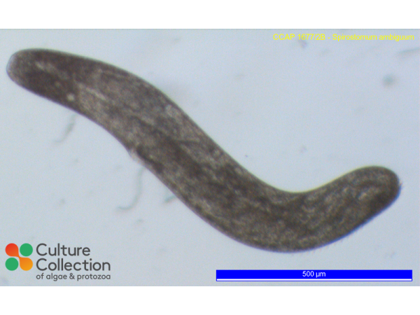 Spirostomum ambiguum