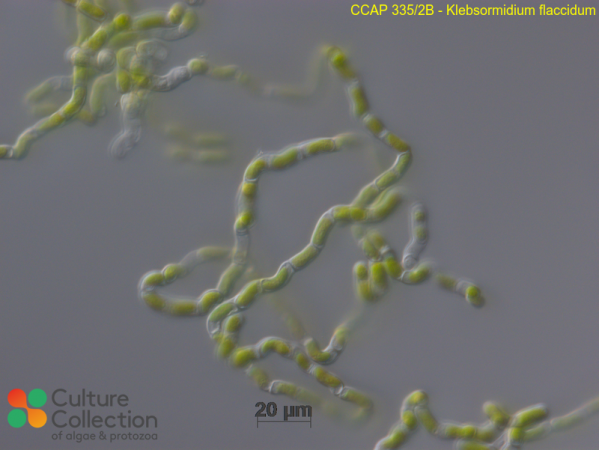 Klebsormidium flaccidum