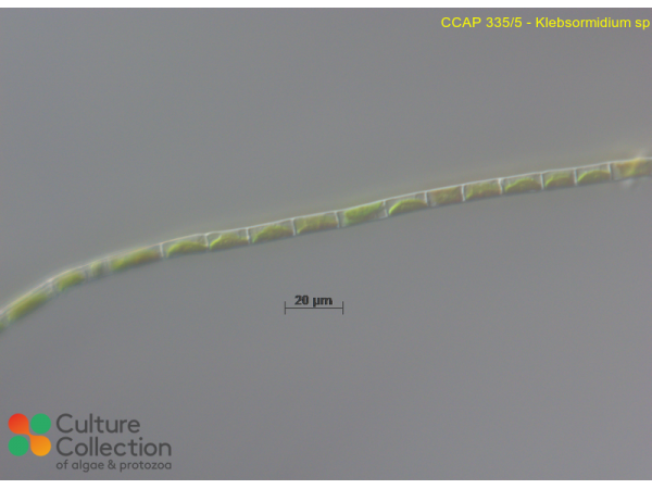 Klebsormidium sp.