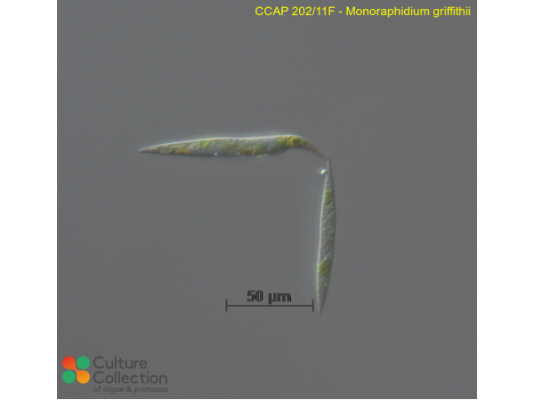 Monoraphidium griffithii