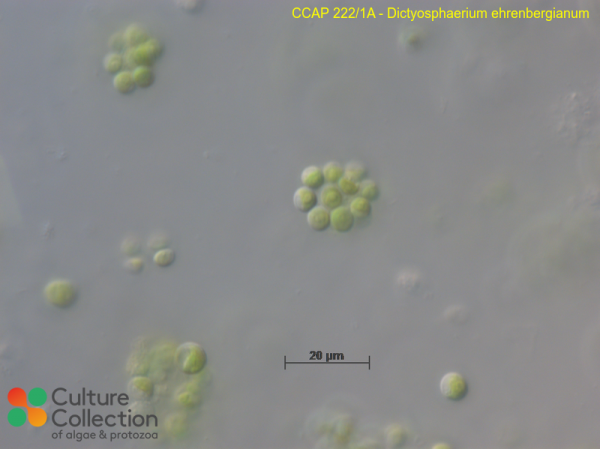 Dictyosphaerium ehrenbergianum