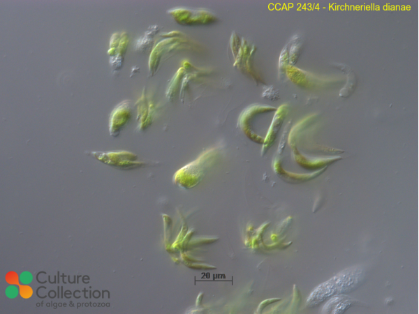 Kirchneriella dianae