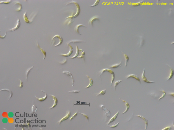 Monoraphidium contortum