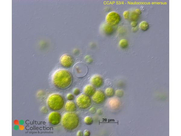 Nautococcus emersus