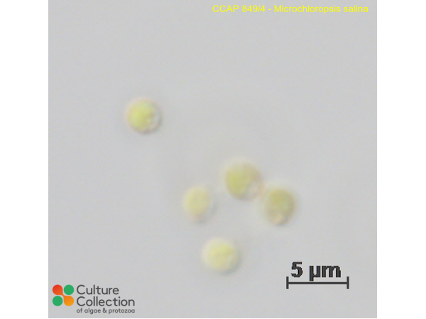 Microchloropsis salina